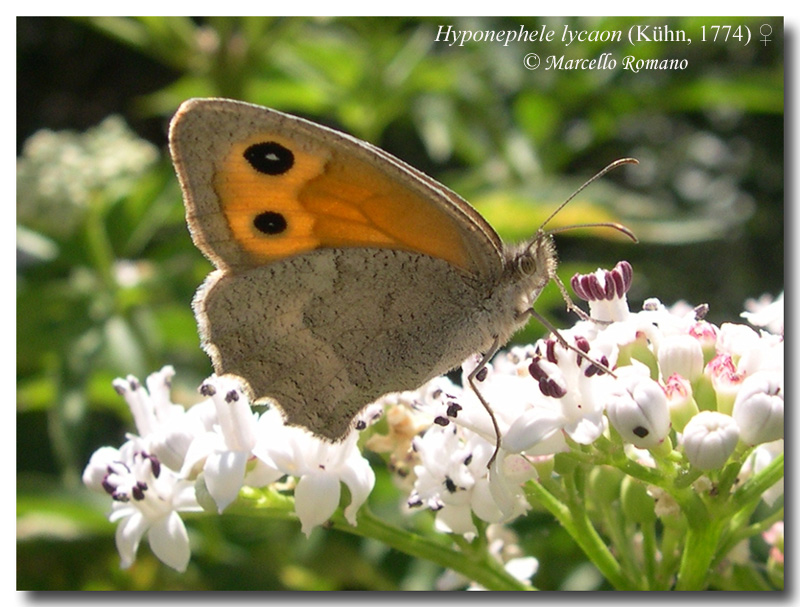 I tesori delle Madonie: Aricia eumedon (Lycaenidae)